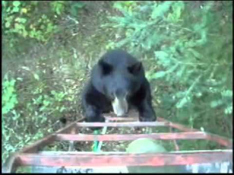 Medveď sa šplhal po rebríku, potom sa zľakol a odišiel