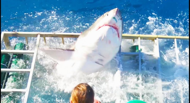 Veľký biely žralok sa dostal do ochrannej klietky k potápačovi