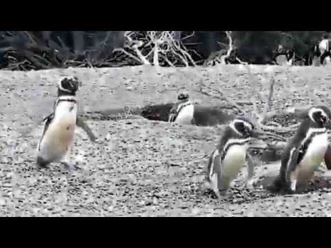 Súboj tučniakov o manželku