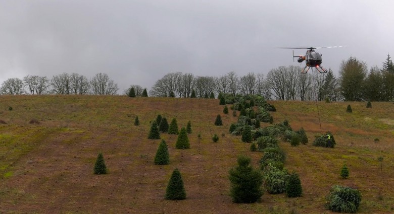 Profesionálny pilot zhromažďuje vianočné stromčeky na prepravu