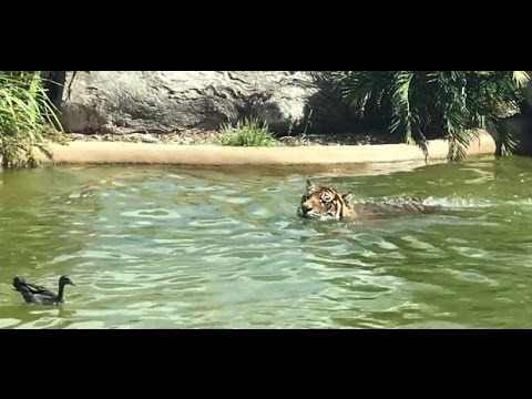Odvážna kačka vs. tiger