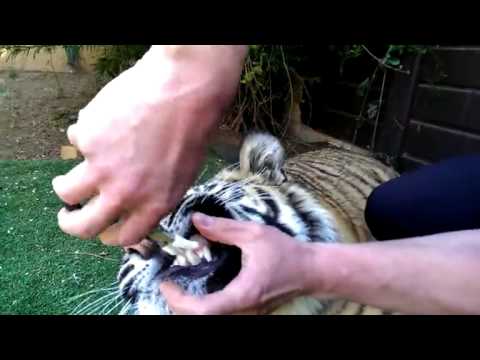 Ako vytrhnúť tigrovi zub :)