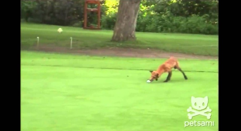 Líška golfová loptička :)