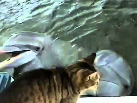 Odvážna mačka s delfínom :)