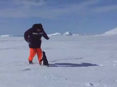 Pinguín útočí :)